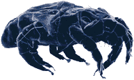 dust mite