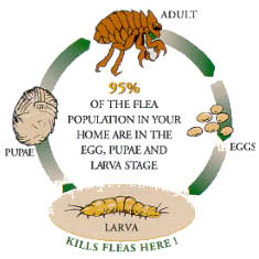 flea life cycle